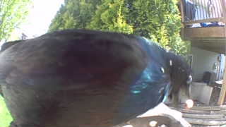 common grackle