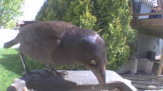 common grackle