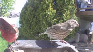 house finch