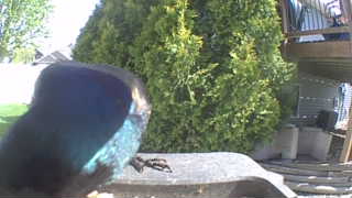 common grackle