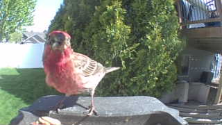 house finch