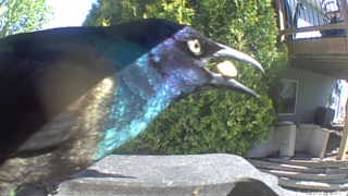 common grackle