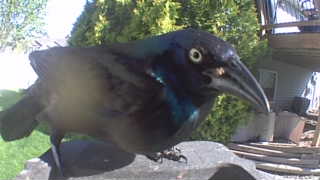 common grackle