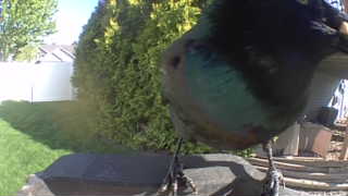 european starling