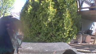 common grackle