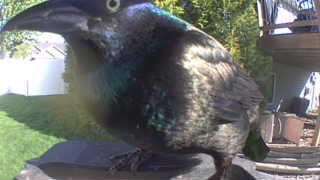 common grackle