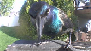 common grackle