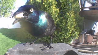 common grackle