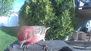 house finch