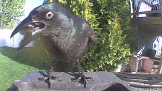 common grackle