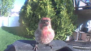 house finch
