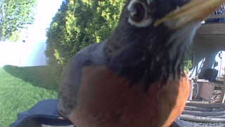 american robin