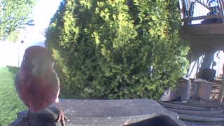 northern cardinal