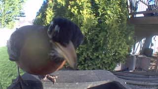 american robin