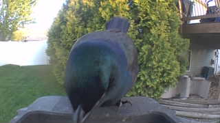 common grackle