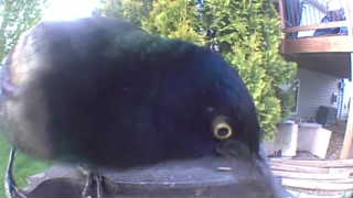common grackle