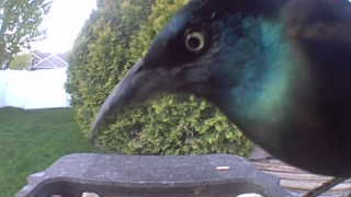 common grackle