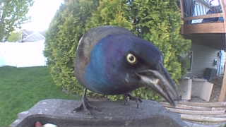 common grackle