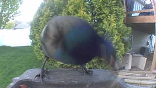 common grackle