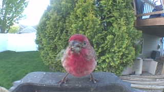 house finch