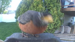american robin