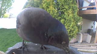 common grackle