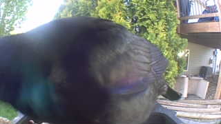 common grackle