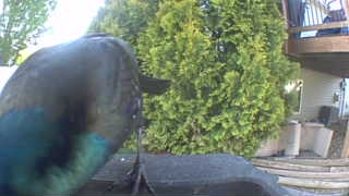 common grackle