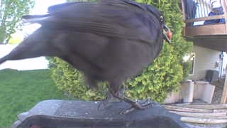 american crow