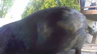 american crow