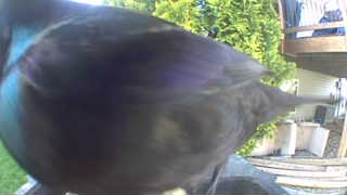 european starling