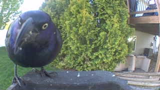 common grackle