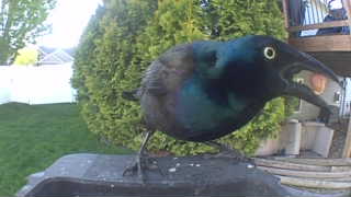 common grackle