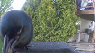 american crow