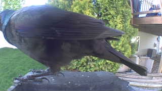 common grackle