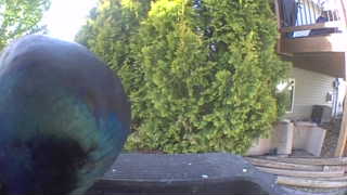 rock pigeon