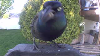 common grackle
