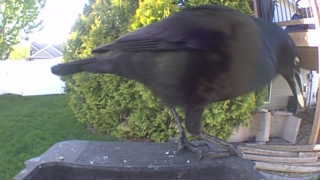 american crow
