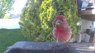 house finch