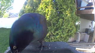 common grackle