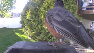 american robin
