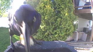 common grackle