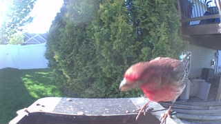 house finch