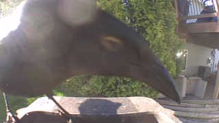 common grackle