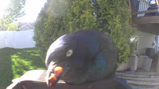 rock pigeon