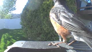 american robin