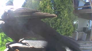 american crow