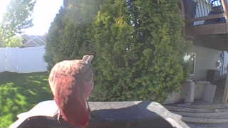 wild turkey