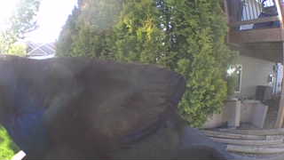 american crow