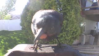 american crow